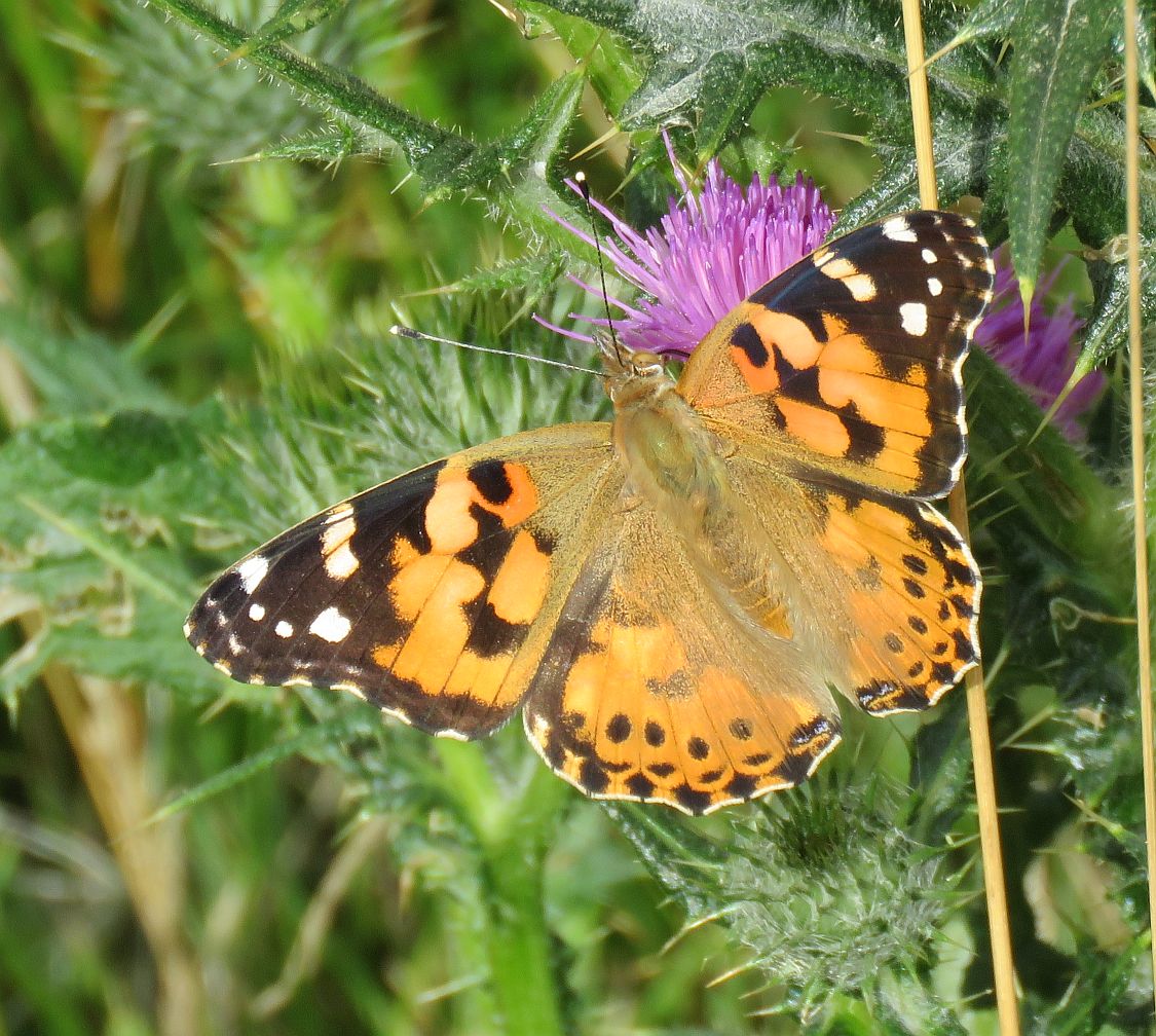   Painted Lady  